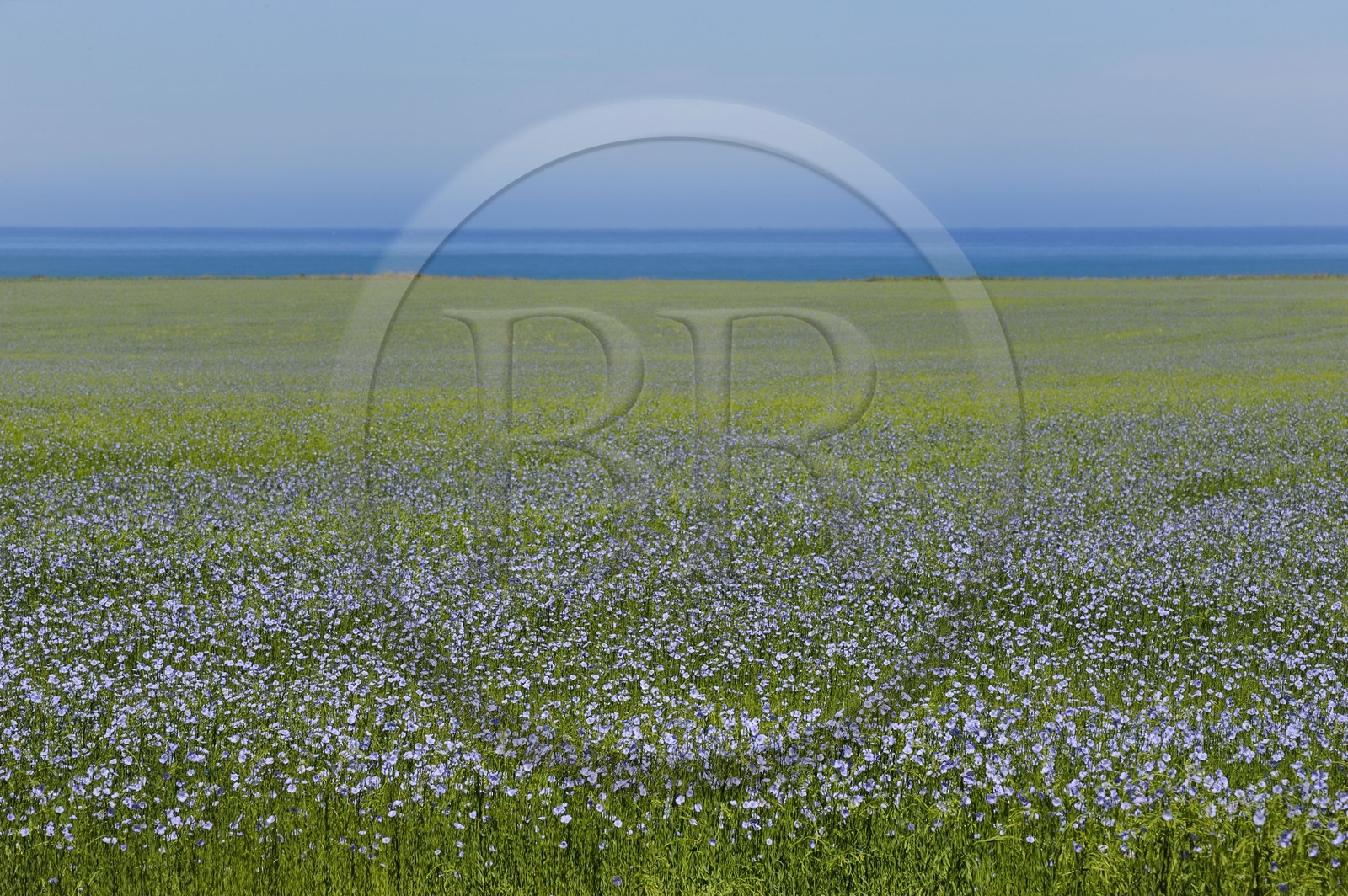 France, Seine-Maritime (76), Pays de Caux, Côte d'Albâtre, Sotteville-sur-Mer, champ de lin en fleur