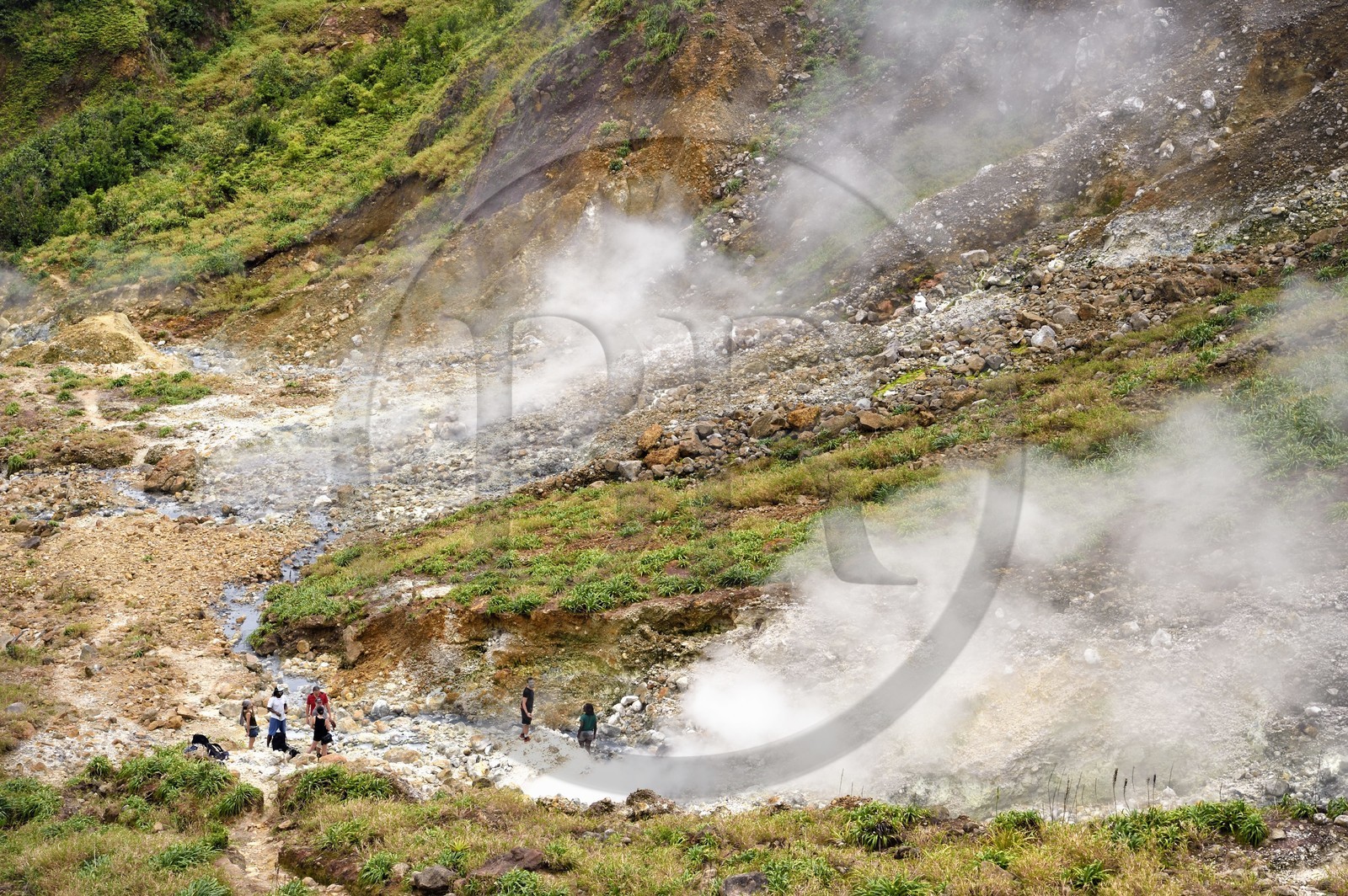 Caraïbes, Ile de la Dominique, Castle Bruce, Parc national du Morne Trois Pitons classé Patrimoine Mondial de l'UNESCO, la Vallée de la Désolation avec fumerolles et sources d'eau chaude, randonnée sur le sentier menant au Boiling Lake