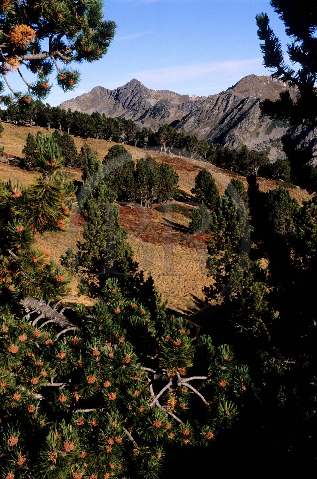 France, Pyrénées-Orientales (66), région du Capcir, Pic de Ginèvre et forêt de Camporells (au dessus de Formiguères)