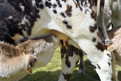 France, Hautes-Pyrénées (65), Saint-Lary-Soulan et Vielle-Aure, Réserve naturelle nationale du Néouvielle, randonnée des lacs du Neouvielle, vaches en estives au lac d'Aubert, veaux allaitant une vache