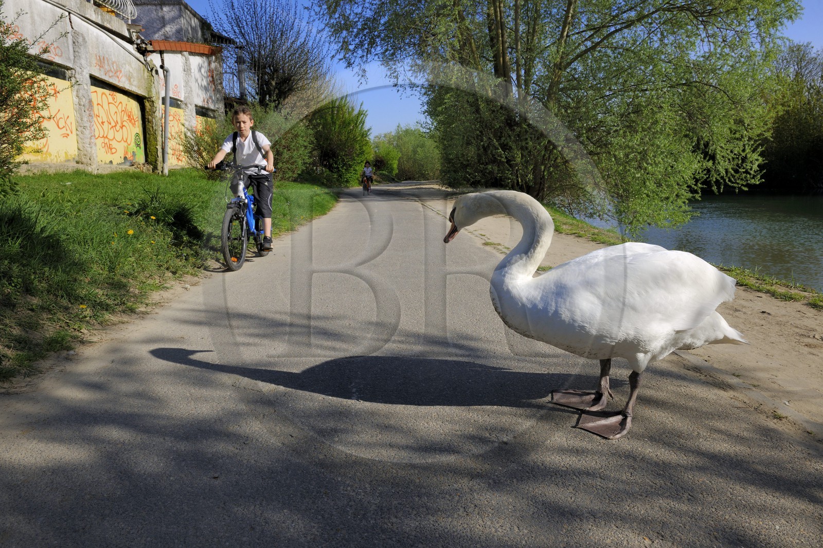 France, Val-de-Marne (94), les bords de Marne, Gournay-sur-Marne, un cygne sur la voie cyclable