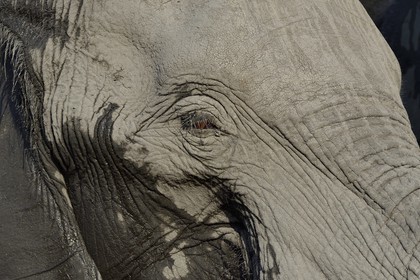 Zimbabwe, province de Matabeleland septentrional, parc national Hwange, éléphant sauvage d'Afrique (Loxodonta africana)