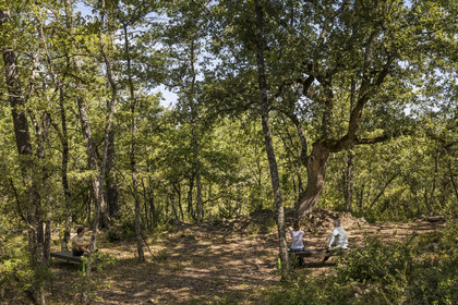 France, Var, Provence Verte (Green Provence), Bras, Academie du Bain de Foret Provencale (Academy of Forest Bathing in Provence), forest of the domaine Le Peyrourier - une campagne en Provence