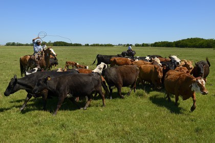 Argentina, Buenos Aires Province, San Antonio de Areco, estancia La Bamba de Areco, gauchos at work with their cow herd
