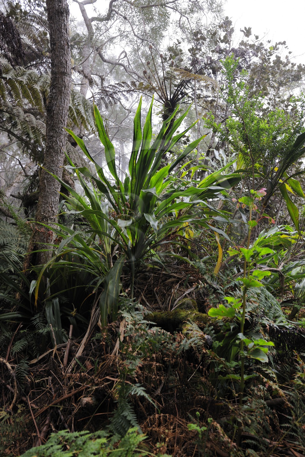 France, île de la Réunion, forêt de Bélouve