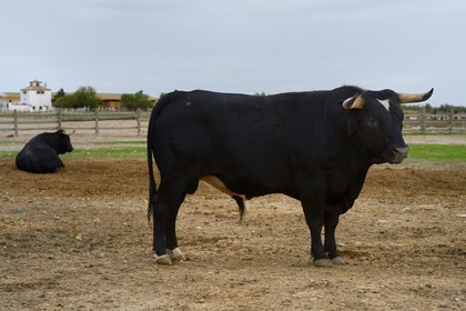 Spain, Andalusia, Seville Province, Utrera, the property El Toruno, breeding of fighting bulls