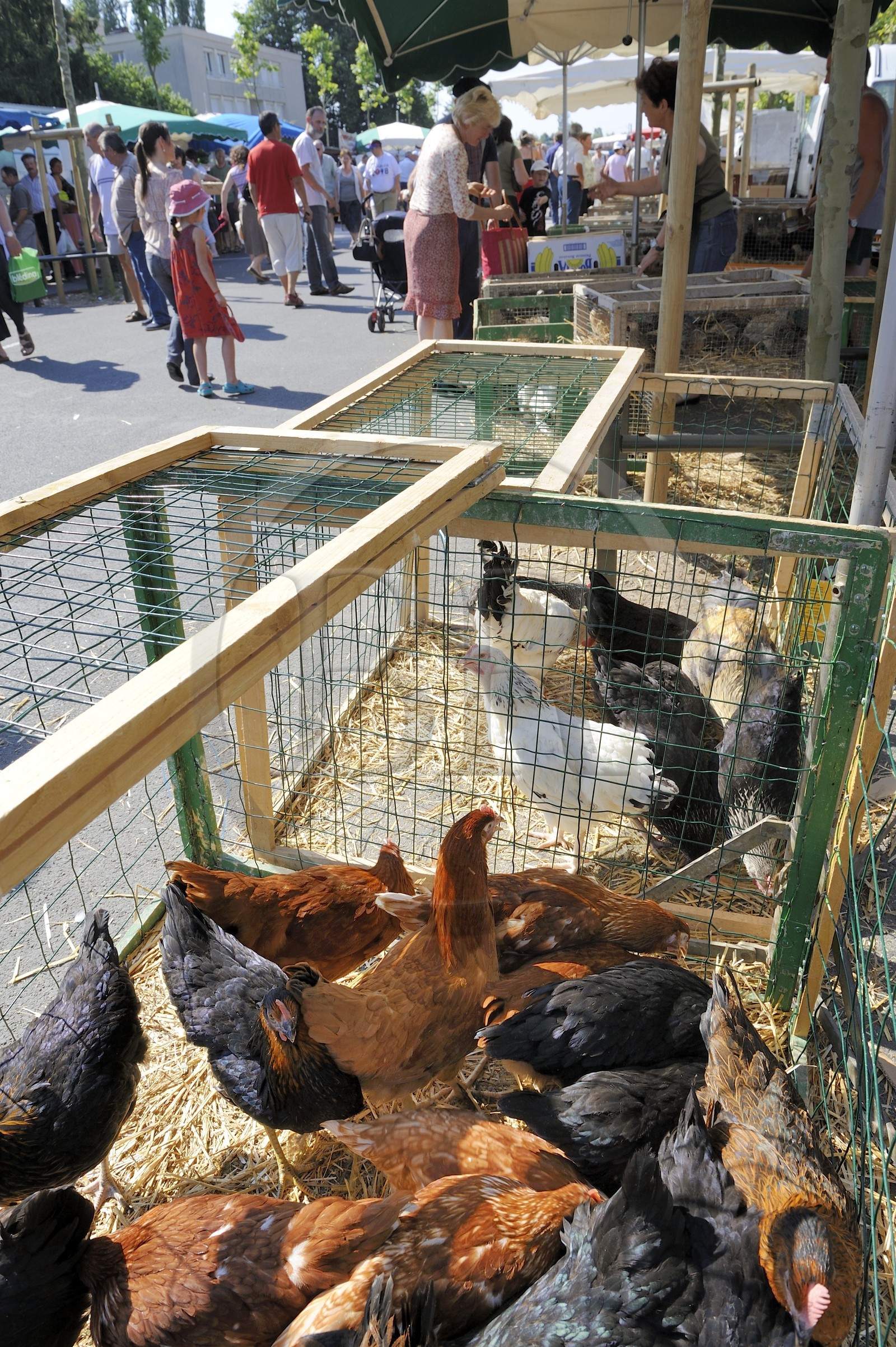 France, Saône et Loire (71), Louhans, le marché à la volaille du lundi