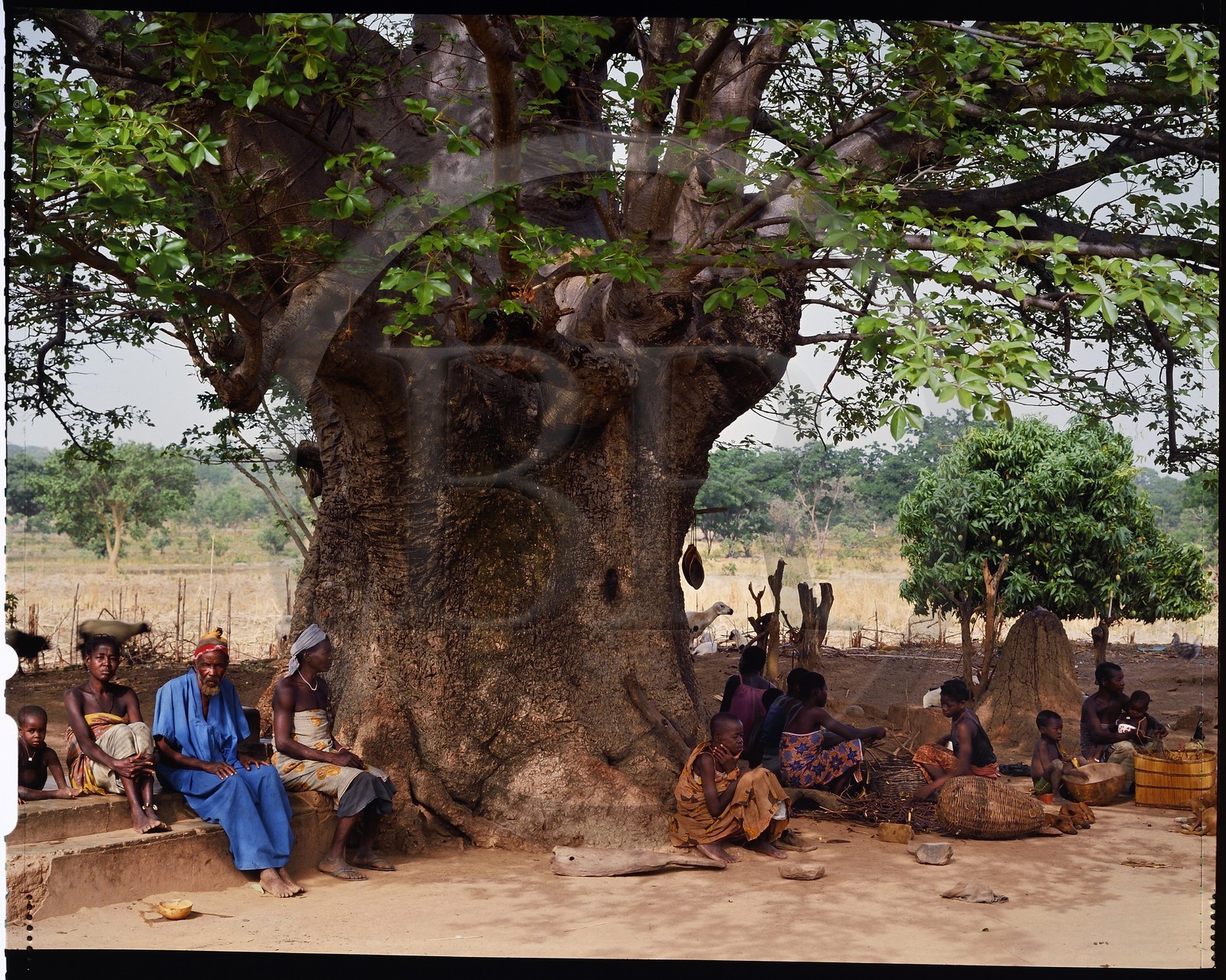 Burkina Faso, province de Poni, pays des Lobi, Loropéni, arbre devant une maison du village de Ouadara sous lequel se trouve une tombe et plusieurs autels, on trouve toujours un arbre dans les abords immédiats de chaque maison autant pour l'ombrage qu'il apporte que pour ses fruits, une grande partie de la vie sociale s'y déroule: les hommes y discutent et boivent le dolo pendant que les femmes s'affairent à leur vannerie ou encore à écosser des pois