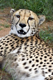 Namibie, Otjiwarongo, Cheetah Conservation Fund, centre de recherche et d'éducation, guépard (Acinonyx jubatus)