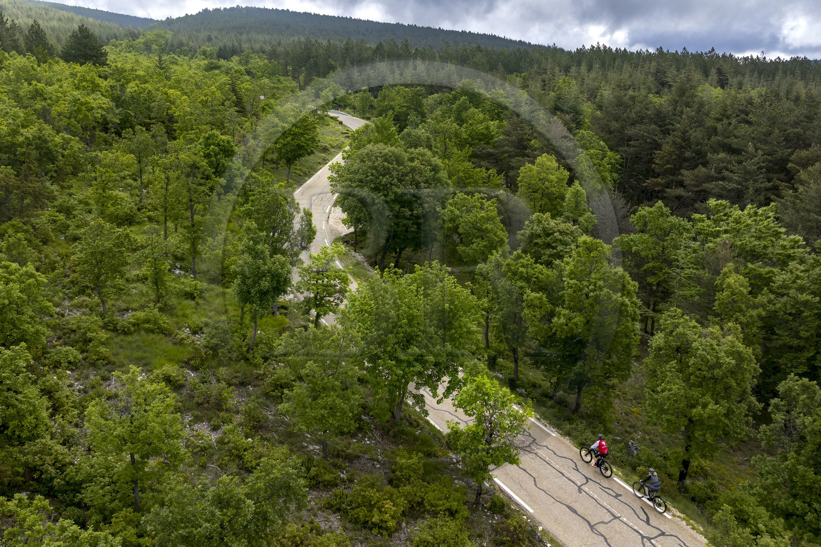 France, Vaucluse (84), Parc Naturel Régional du Mont Ventoux, Bedoin, ascension à vélo du Mont Ventoux par la route D974 sur le versant sud, route à travers une épaisse forêt de chênes et de pins à crochets(vue aérienne)