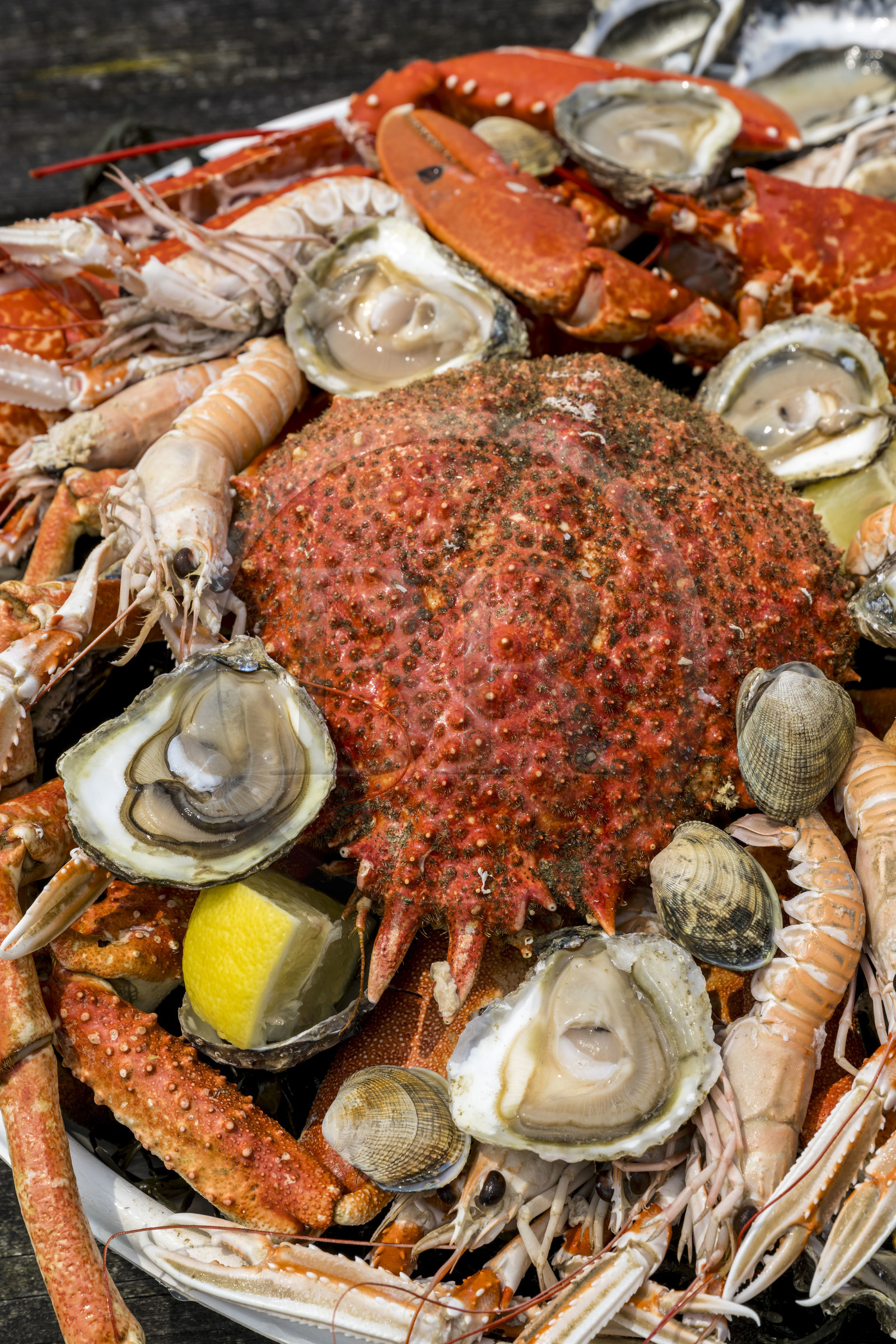 France, Finistère (29), Pays des Abers,  Lannilis, viviers et parc à huitres Prat-Ar-Coum, entreprise ostréicole de la famille d’Yvon Madec sur l'Aber Benoit, plateau de fruits de mer