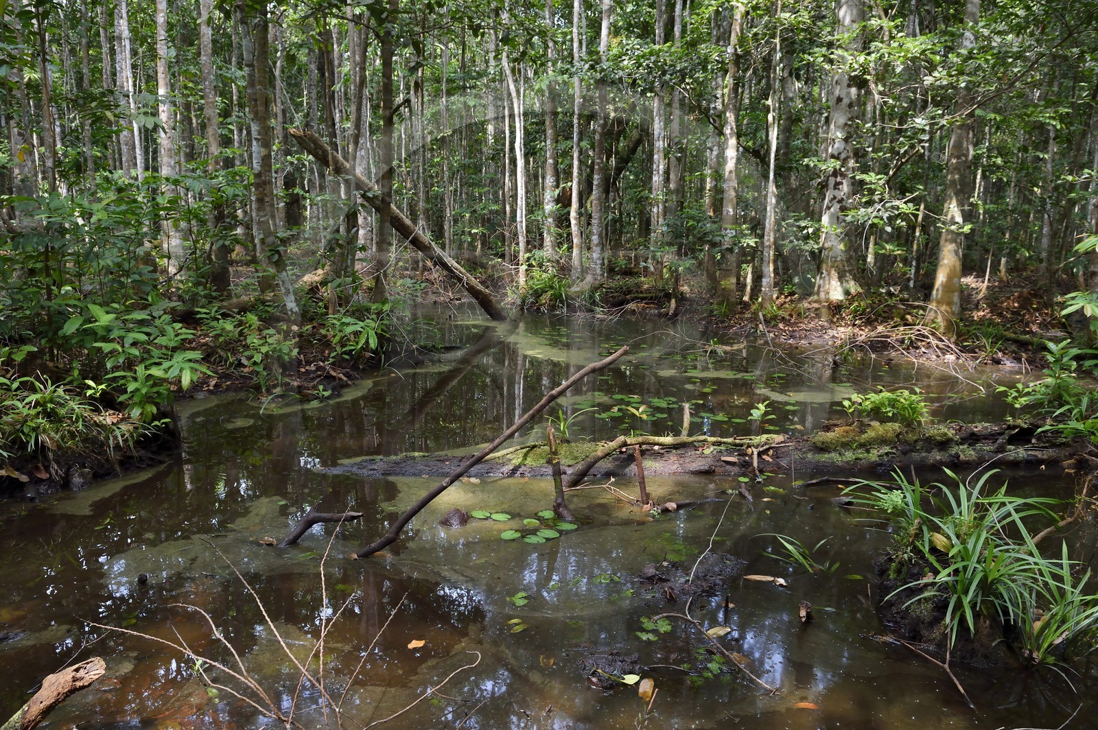 Gabon, Ogooue-Maritime Province, Loango National Park, forest and wetlands
