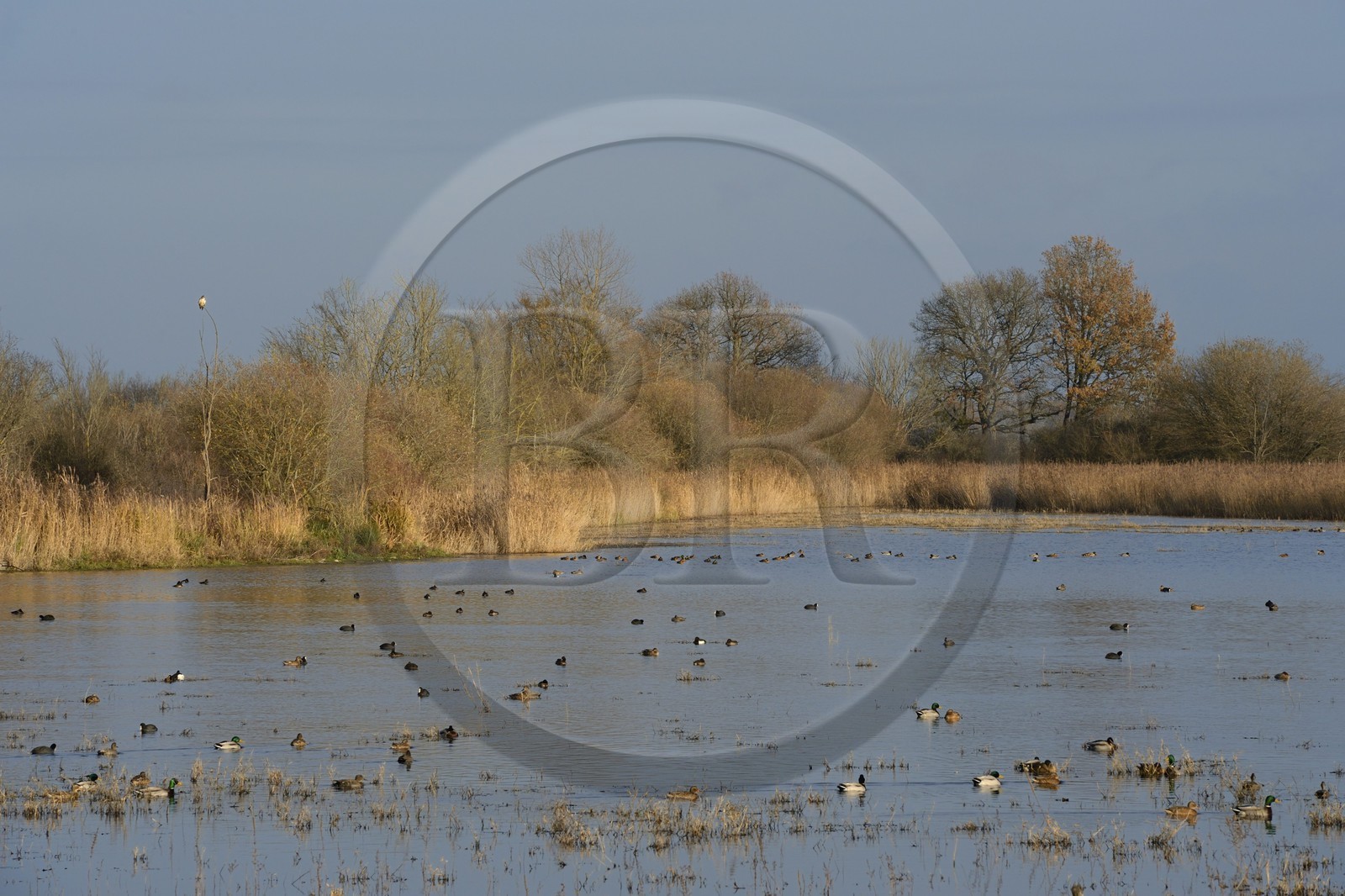 France, Indre, Berry, Parc Naturel Regional de la Brenne (Natural Regional Park of La Brenne), La Touche pond, ducks