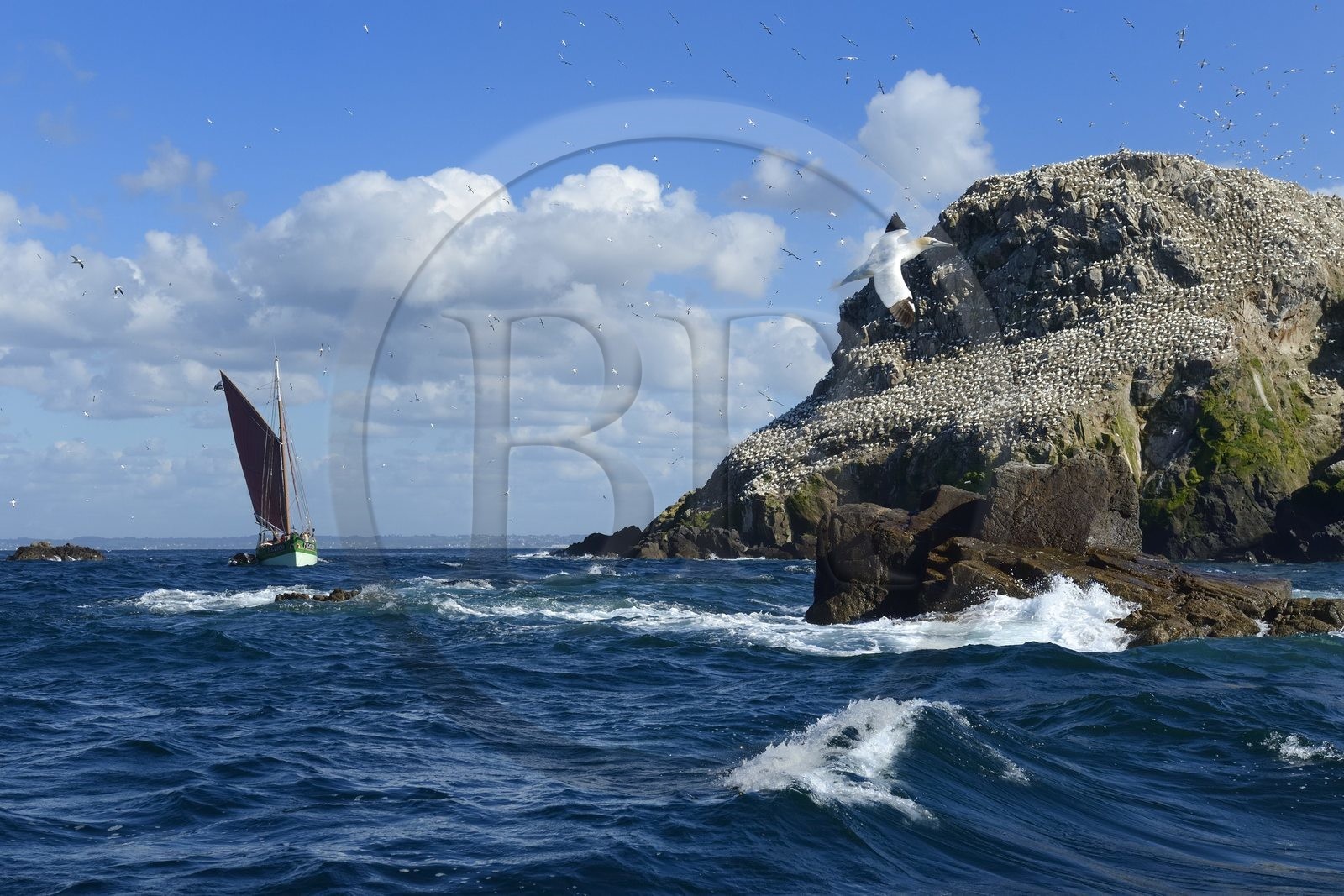 France, Côtes-d'Armor (22), Perros-Guirec, archipel et réserve ornithologique de Sept-Iles,  le voilier traditionnel Sant C'hireg (Saint Guirec) devant l'Ile Rouzic, colonie de fous de Bassan (Morus bassanus), unique point de nidification en France pour plus de 20000 couples
