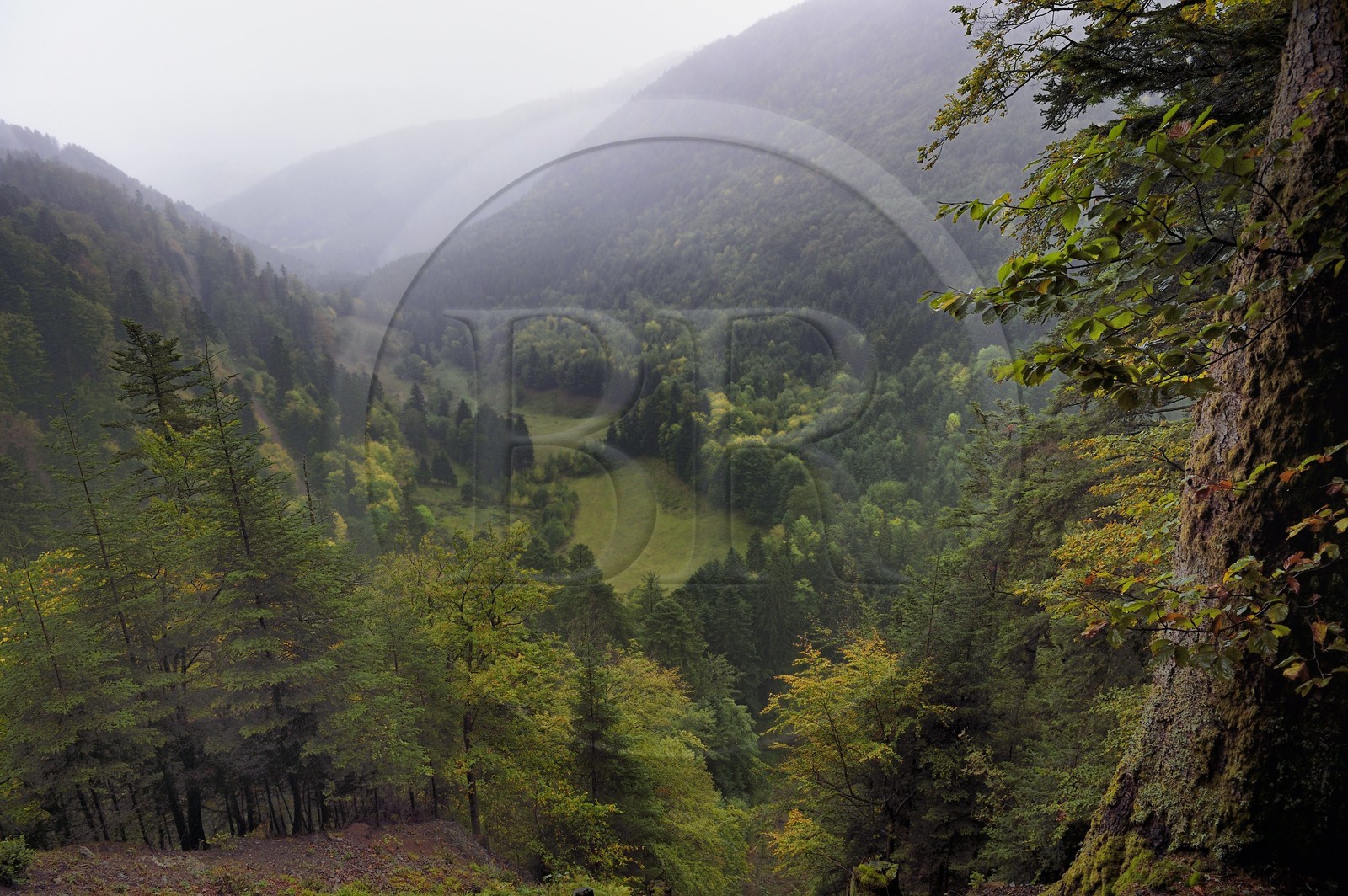 France, Haut-Rhin (68), Parc naturel régional des ballons des Vosges, la vallée de Storckensohn à l'ouest de Fellering