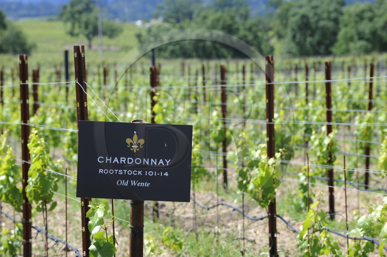 Etats-Unis, Californie, Russian Valley River, le vignoble de De Loach, chardonnay