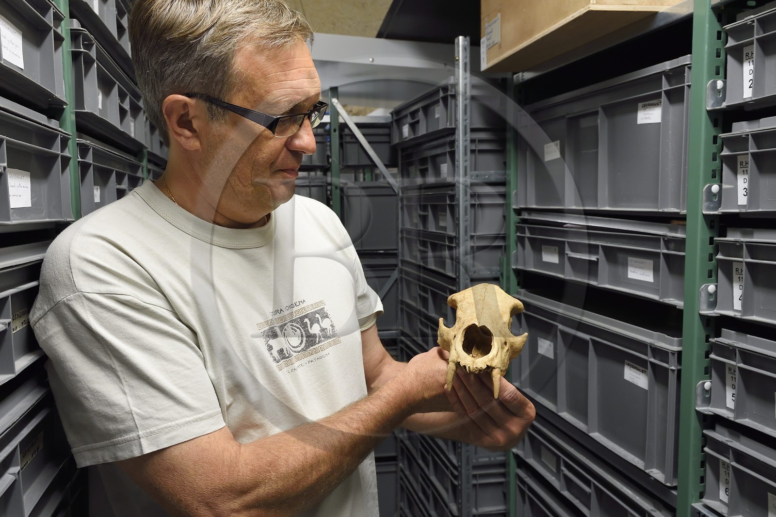 France, Dordogne, Perigord Noir, Vezere Valley, Les Eyzies de Tayac Sireuil, listed as World Heritage by UNESCO, Musee de la Prehistoire (Museum of Prehistory), the reserves, Stephane Madelaine (cultural services engineer in charge of the fauns collections) presents the skull of an Etruscan bear dating from about 1.2 million years coming from the site of Ceyssaguet