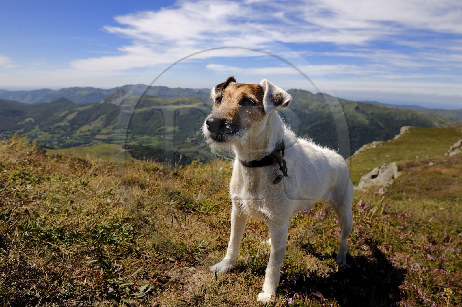 France, Cantal (15), monts du Cantal, Parc Naturel Régional des Volcans d' Auvergne, Parson Russell terrier au sommet du Plomb du Cantal (1855m)