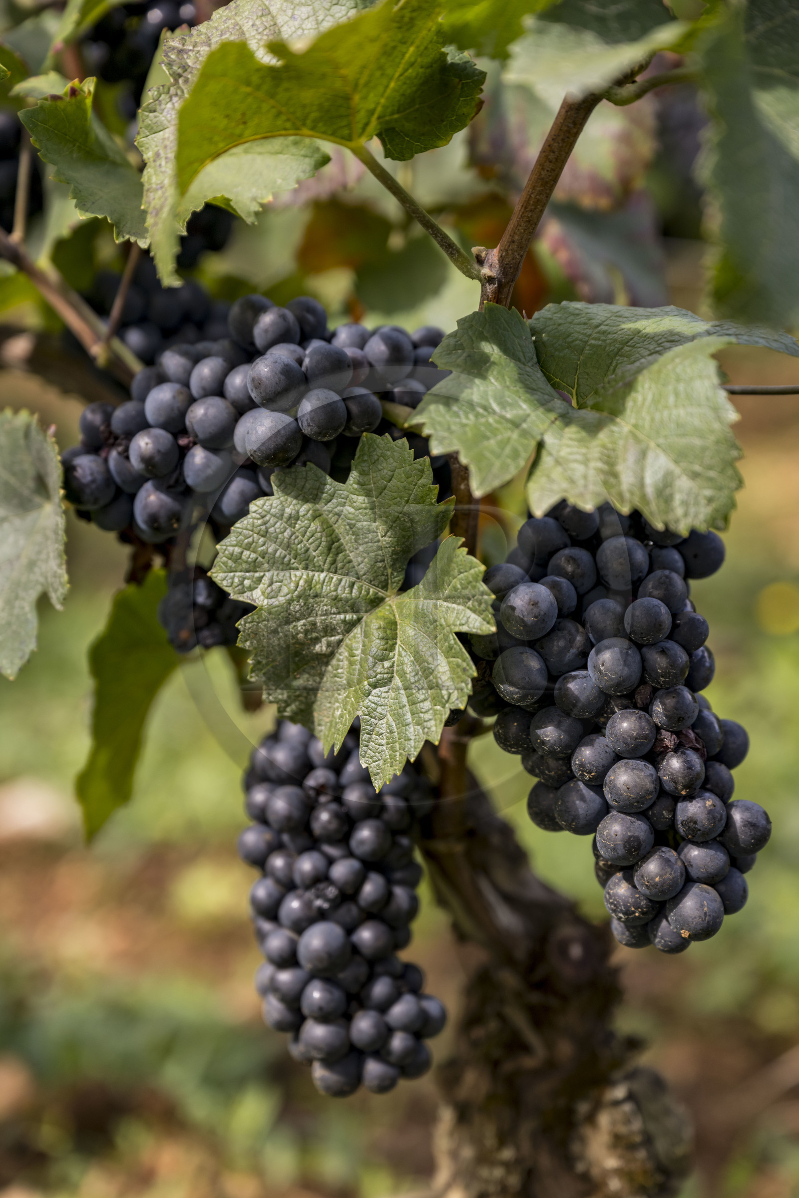 France, Côte-d'Or (21), les climats de Bourgogne classés Patrimoine Mondial de l'UNESCO, Route des Grands Crus, vignoble de la Côte de Beaune, Beaune La Montagne, vignobles des Hospices de Beaune le Clos des Avaux, un AOC Beaune 1er cru, grappe de raisin cépage Pinot noir à maturité à quelques jours des vendanges