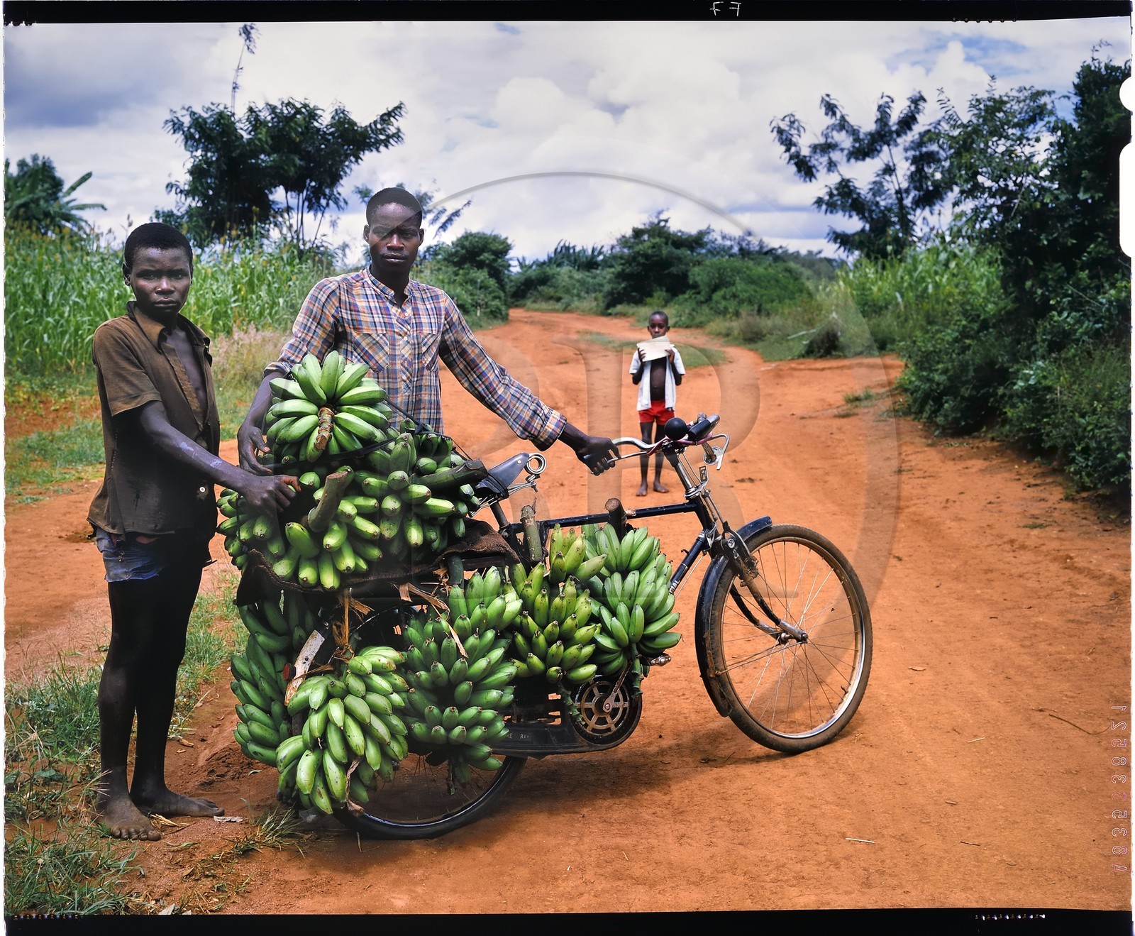 Burundi, province de Muramvya, transporteurs de bananes Hutu à bicyclette, il existe un important commerce de bananes et pour les transporter ces régimes de bananes des hauts plateaux vers Bujumbura, ils les chargent (cela atteint souvent la centaine de kilos) sur des archaïques bicyclettes aux freins quasi inexistants et descendent une route de plus de 100km de très fort dénivelé, ils sont appelés les kamikazes (reproduction plan-film inversible 4x5)
