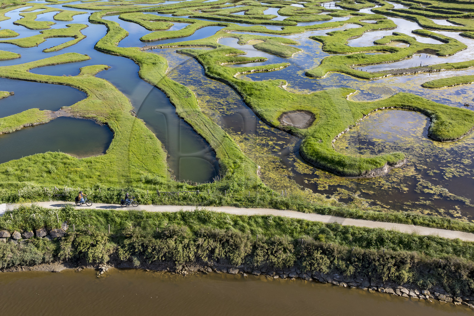 France, Vendée (85), Talmont-Saint-Hilaire, marais de la Guittière dans l'arrière pays de la Pointe du Payré, cycliste sur la piste de la véloroute Vendée Vélo Tour et Vélodyssée au passage du Cul d’Ane, marais aménagés pour la pisciculture de dorades, mulets et anguilles (vue aérienne)