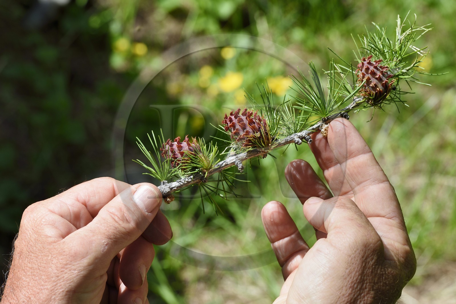 France, Alpes-Maritimes (06), parc national du Mercantour, vallée de la Valmasque, branche de Mélèze (Larix decidua) et jeunes cones femelles