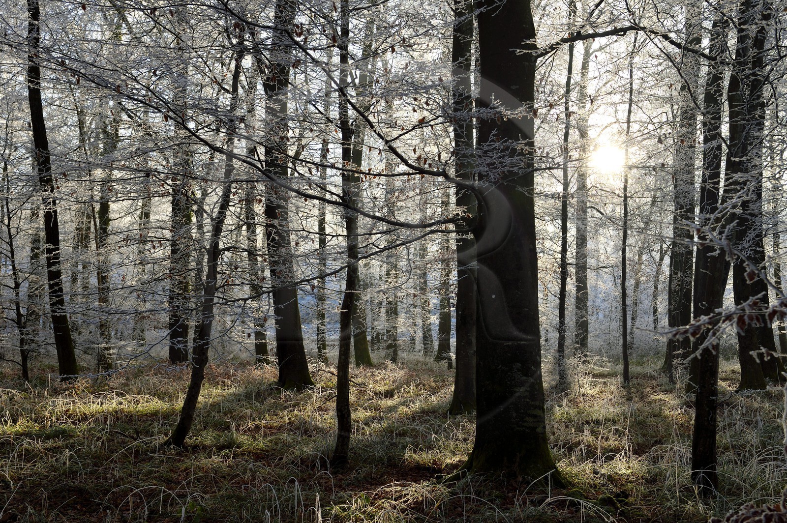 France, Bas-Rhin (67), région de Saverne, arbres givés