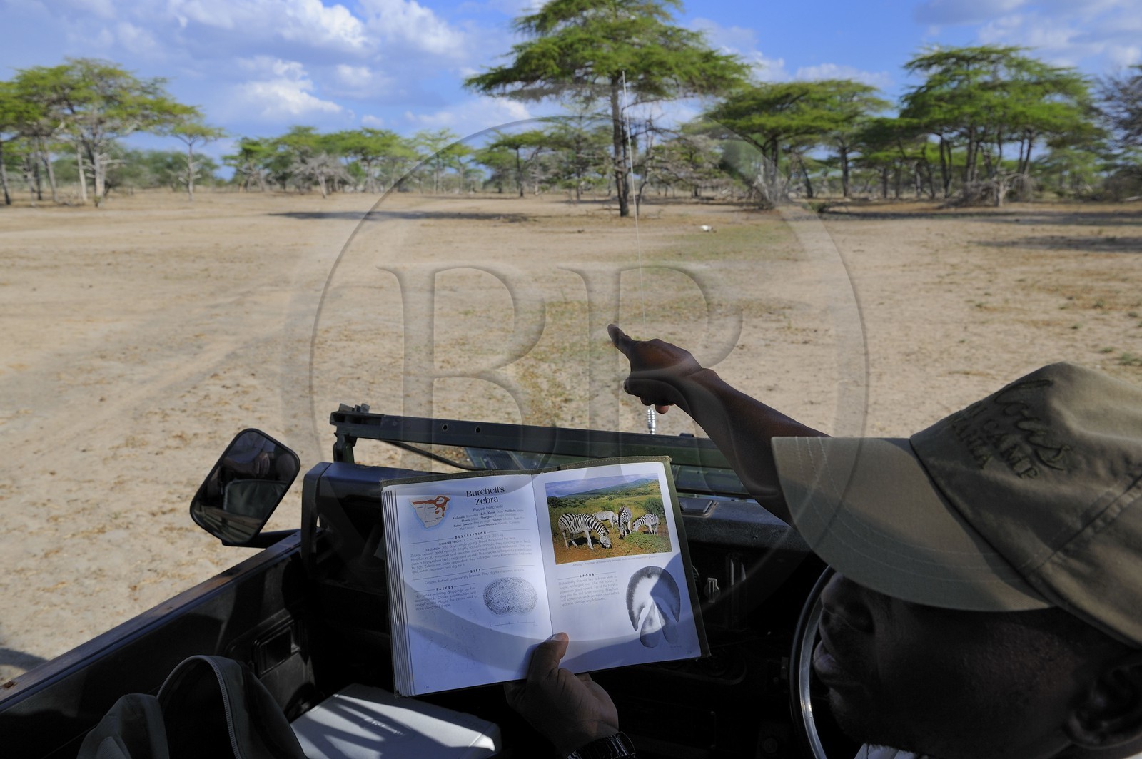 Tanzanie, Reserve de gibier de Selous une des plus grandes zones protégées au monde et inscrite sur la liste du patrimoine mondial de l’Unesco depuis 1982, ranger du Selous camp pointant des zèbres
