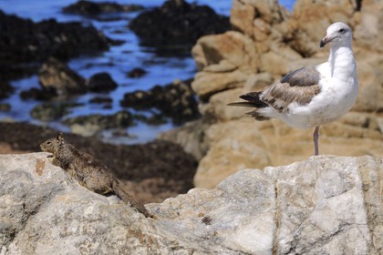 Etats-Unis, Californie, 17 mile drive, écureuil et mouette