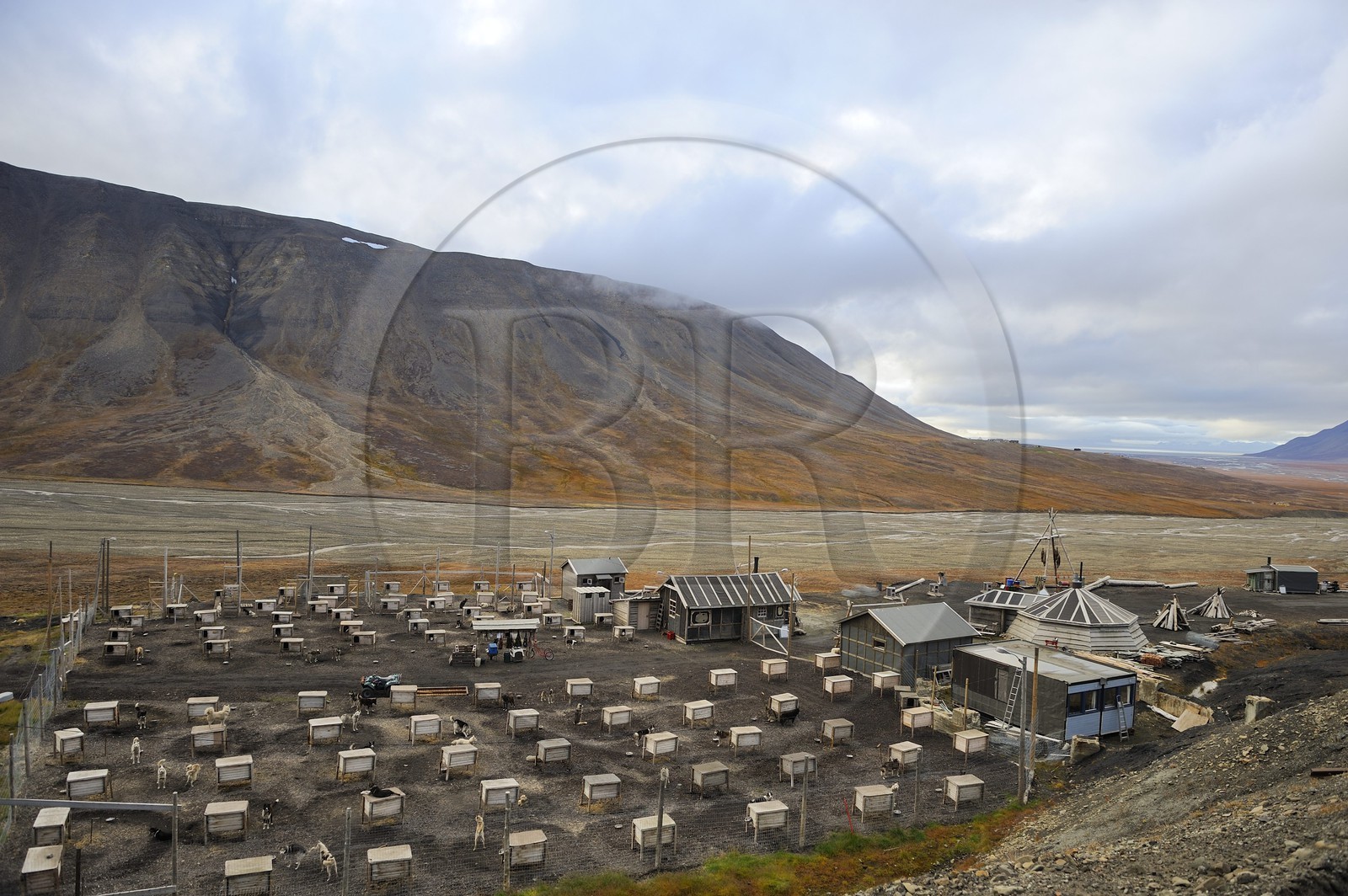 Norvège, Svalbard (Spitzberg), Longyearbyen, élevage de chiens de traineau