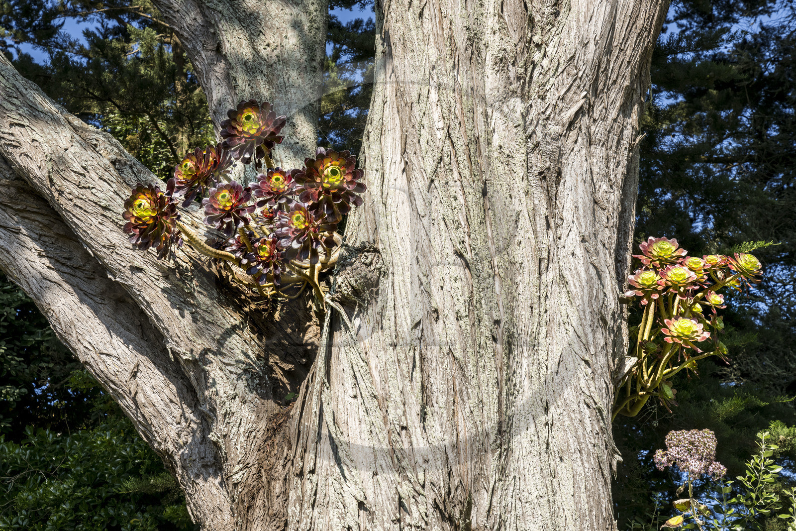 France, Finistère (29), Iles du Ponant, Ile de Batz, jardin Georges Delaselle ou jardin colonial, jardin exotique présentant une collection botanique provenant des cinq continents