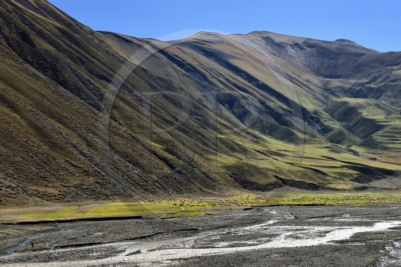 Azerbaïdjan, région de Quba (Guba), chaine de montagne du Grand Caucase, la vallée de la route Xinaliq Yolu vers Khinalug, berger et son troupeau de moutons