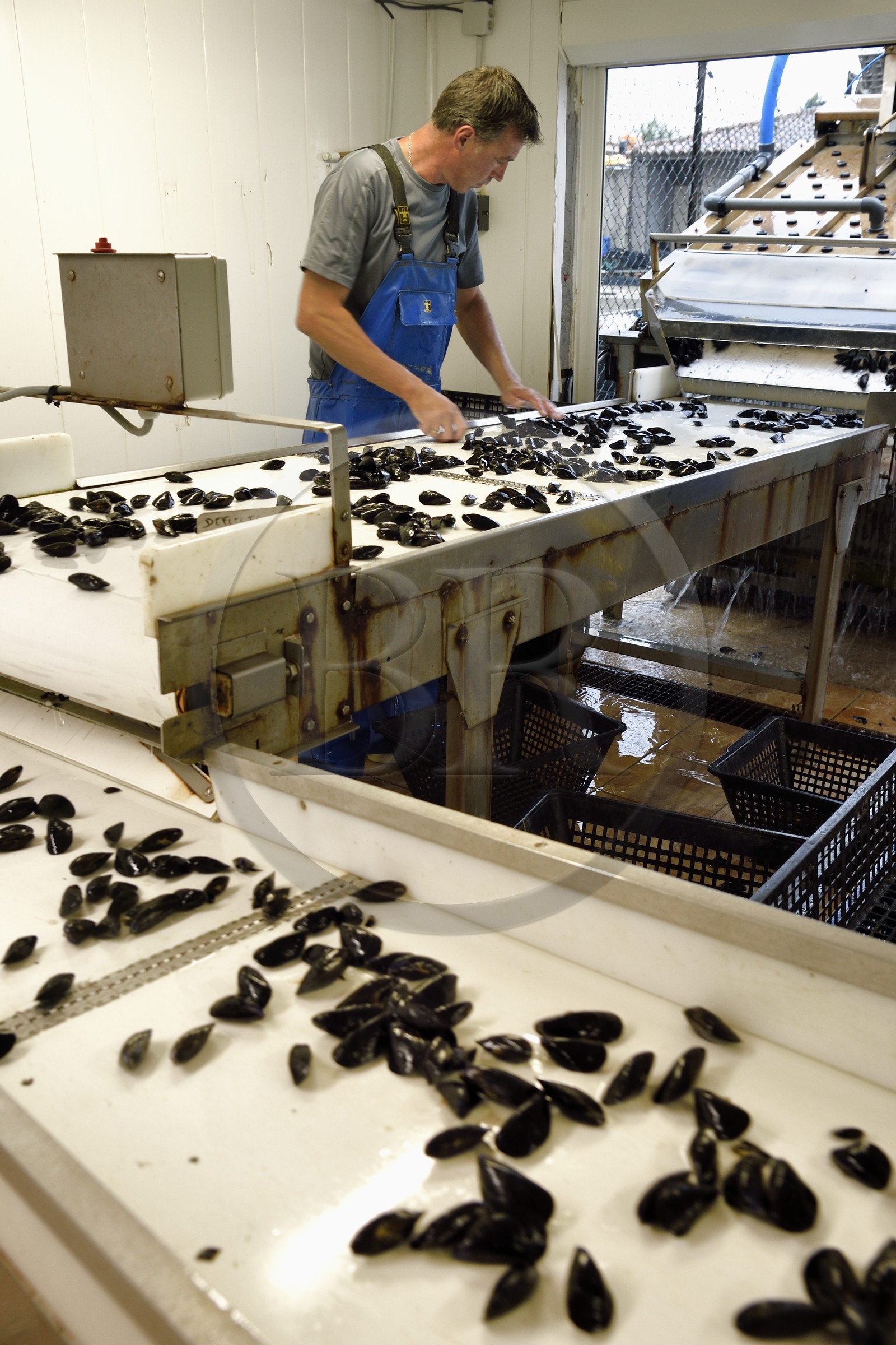 France, Var (83), La Seyne-sur-Mer, l'ostréiculteur Jean Christophe Giol dans la baie de Tamaris