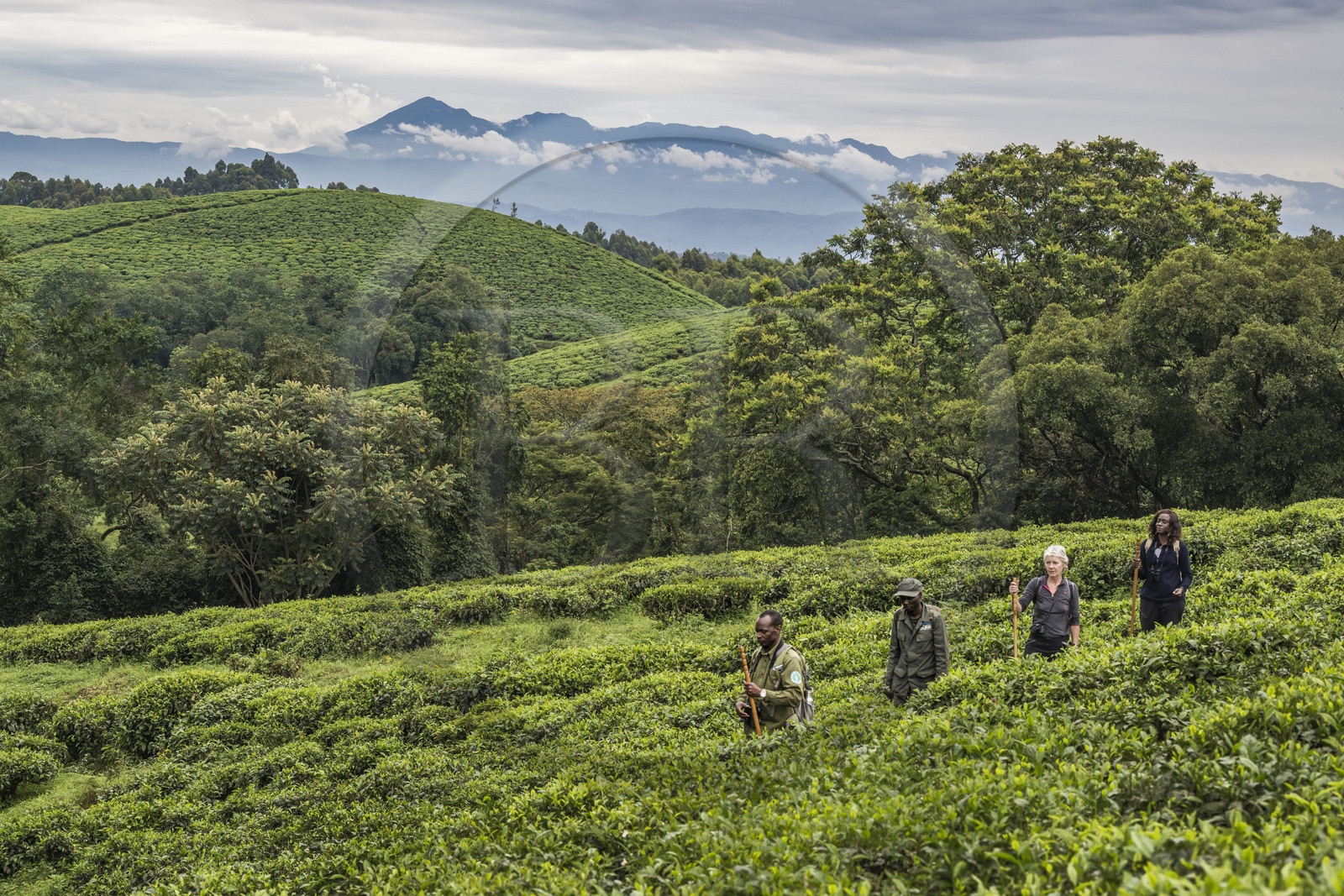 Rwanda, Province de l’Ouest, Gisakura, Parc national de Nyungwe, le garde de African Parks Claver Mtoyinkima guidant des touristes sur la piste des Colobes de Ruwenzori (Colobus angolensis ruwenzorii) pendant un safari à pied dans la forêt tropicale humide naturelle bordée par les plantations de thé, les montagnes de Kahuzi-Biega dans la République démocratique du Congo en arrière plan