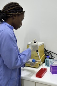 Namibie, Otjiwarongo, Cheetah Conservation Fund, centre de recherche et d'éducation, pipetage par Harmony dans la salle d'analyse de matière fécale de guépards en vue d'en extraire l'ADN