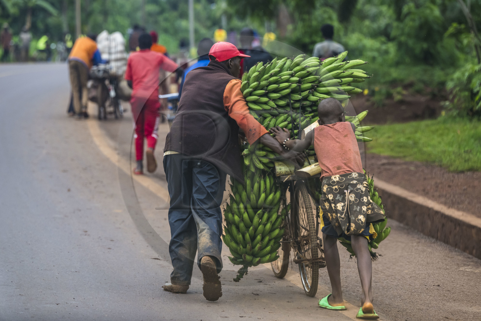 Rwanda, Province de l’Est, Kayonza, transport de régime de bananes plantain sur bicyclette sur la route de l'Akagera, les bicyclettes sont le principal moyen de transport local