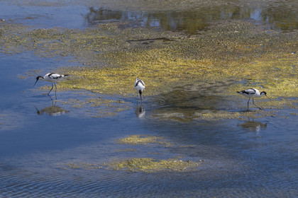 France, Vendee, Noirmoutier island, La Guérinière, pied avocet (Recurvirostra avosetta) in the marsh below the dyke between the Port de Bonhomme and the Passage du Gois
