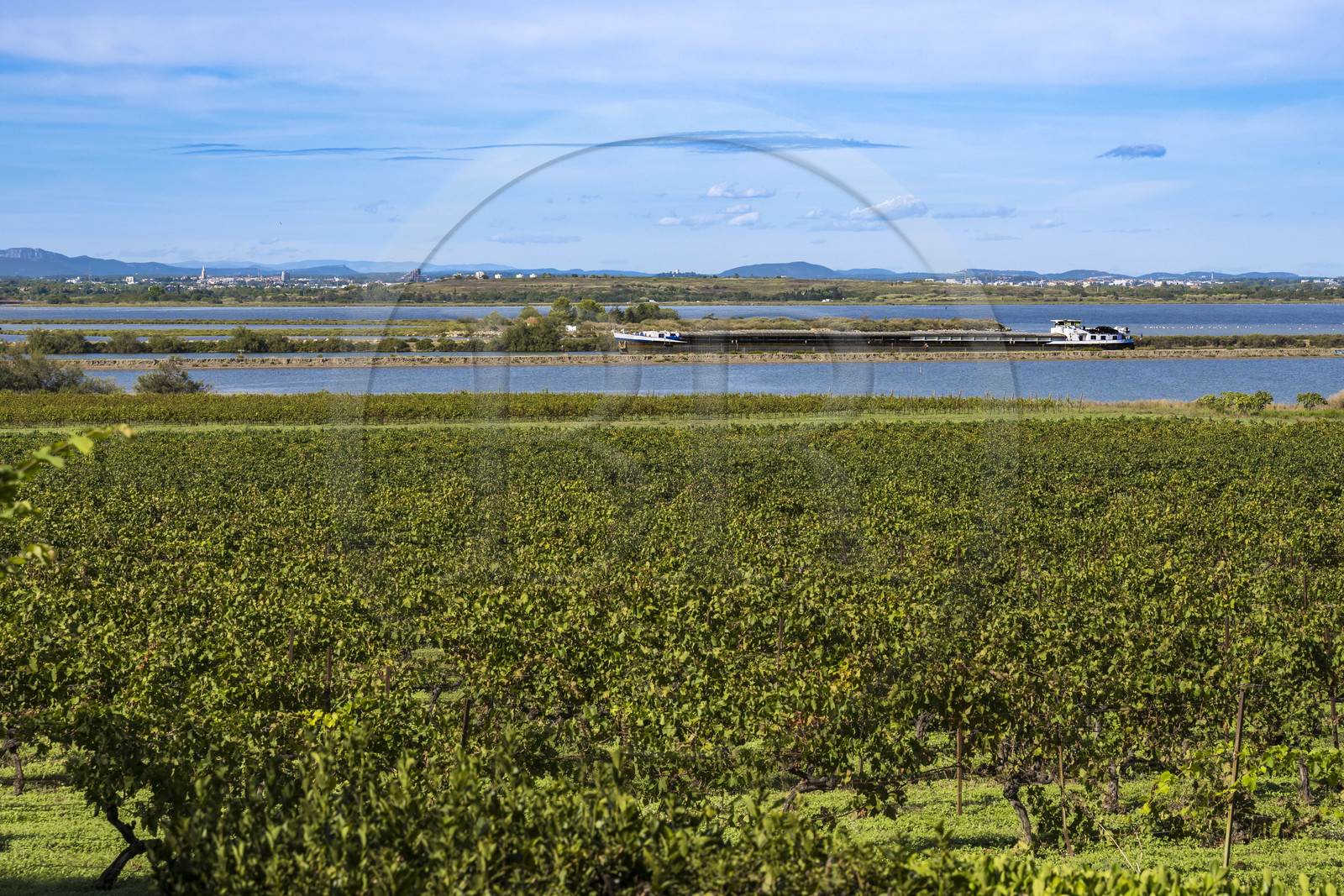 France, Hérault (34), Villeneuve-lès-Maguelone (Palavas-Les-Flots), les vignes sur l'Ile de Maguelone et une péniche passant sur le canal du Rhône à Sète