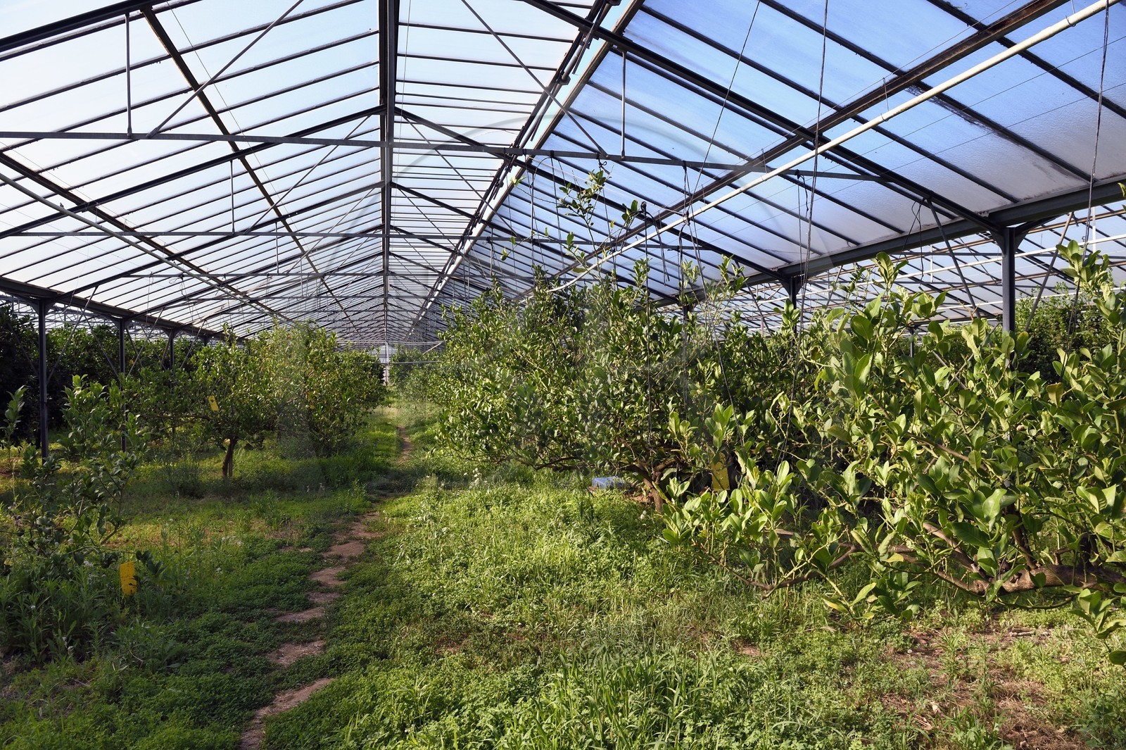 France, Var, La Londe les Maures, Domaine du Jasson, citrus farming in the greenhouse