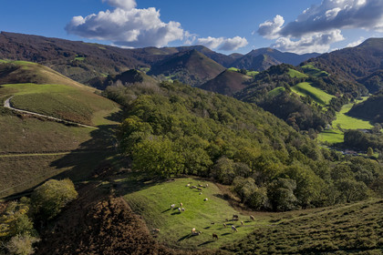 France, Pyrénées-Atlantiques (64), Pays-Basque, la vallée des Aldudes, vaches au sommet de la colline d’Elizamendi au dessus d'Urepel, le Kintoa (le pays Quint) au sud de la vallée à cheval de la frontière espagnole en arrière plan (vue aérienne)