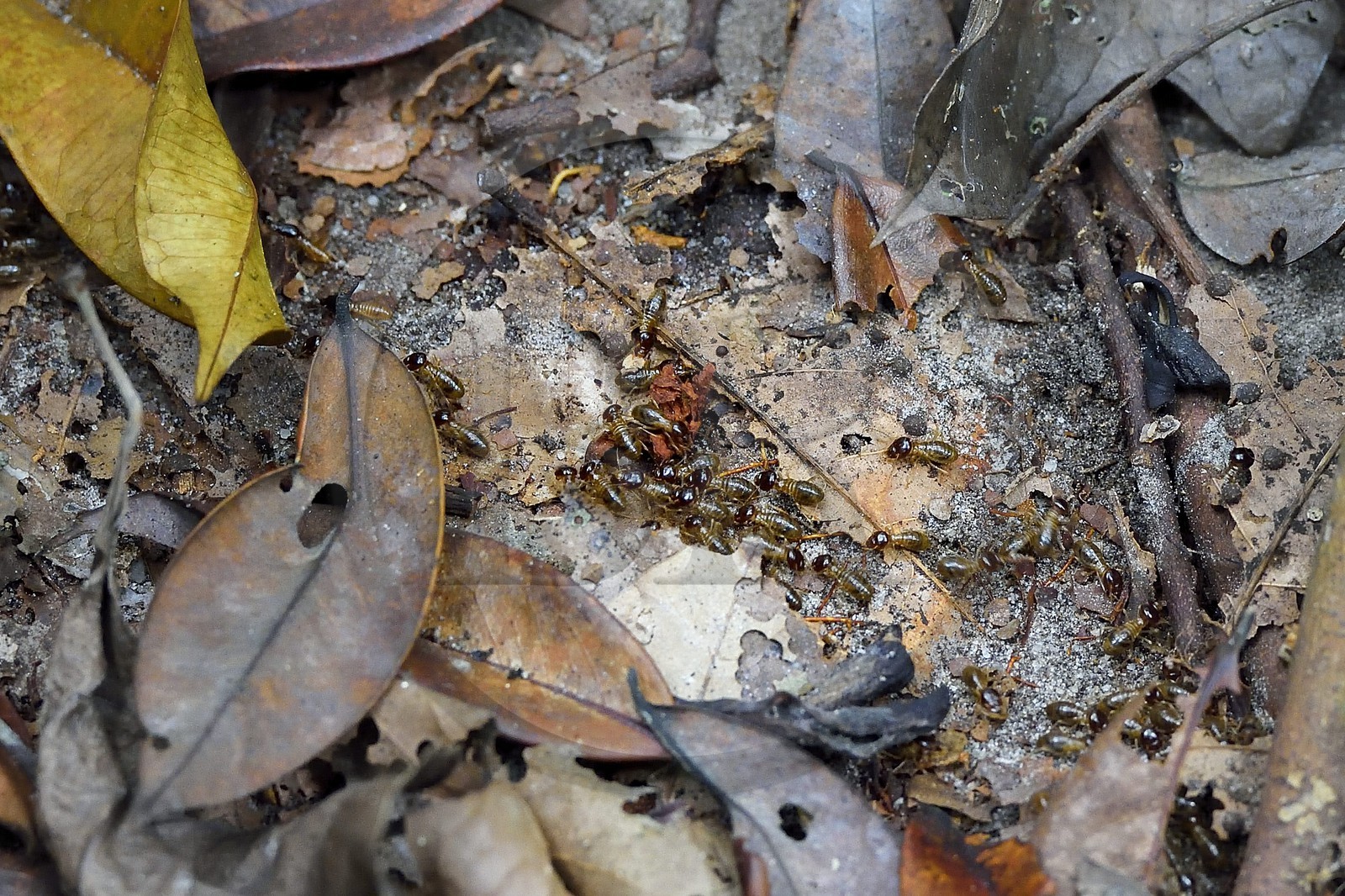 Gabon, Ogooue-Maritime Province, Loango National Park, termites