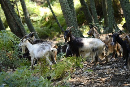 France, Haute Corse, Castagniccia, goats