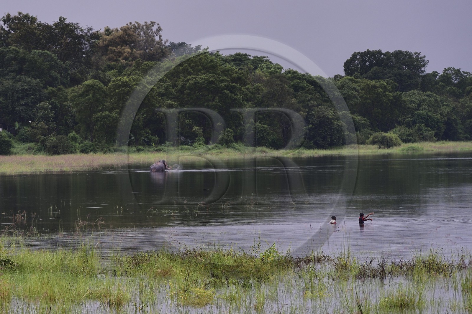 Sri Lanka, province du Centre-Nord, reservoir de Minneriya construit par le roi Mahasen (276-303) qui régna sur Anuradhapura, éléphants