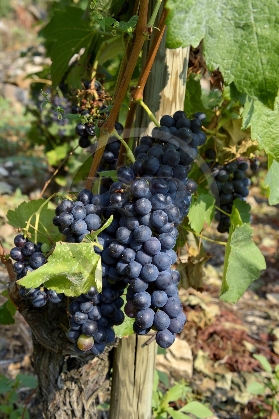 France, Rhône (69), Parc Naturel Régional du Pilat, Ampuis, vignoble AOC Côte Rôtie du domaine de Gilles Barge, grappes de syrah