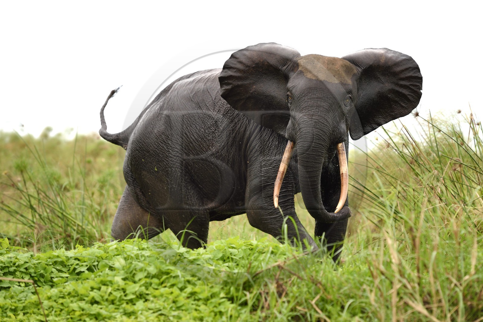Gabon, province de Ogooué- Maritime, Parc National du Loango, site de Akaka dans la lagune du Fernan Vaz (Nkomi), éléphant de forêt d'Afrique (Loxodonta cyclotis)