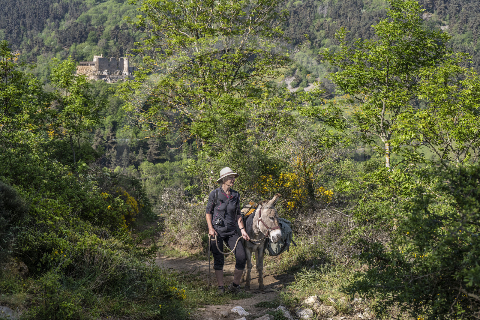 France, Haute-Loire (43), Goudet, le chateau de Beaufort construit vers 1200 domine la vallée de la Loire, randonnée avec un âne sur le chemin de Stevenson (GR 70)