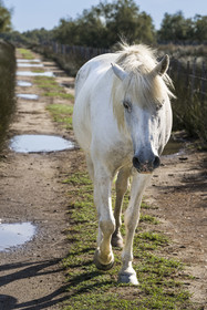 France, Gard (30), Aigues-Mortes, Saint-Laurent-d'Aigouze, cheval camarguais dans la Petite Camargue