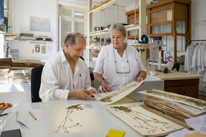 France, Alpes-Maritimes, Antibes, The Botanical Garden of Villa Thuret (attached to INRAE), labeled Jardin Remarquable (Outstanding Garden) and Remarkable Tree, one of the research laboratories in the villa, Catherine Ducatillion, the director of the Experimental Unit, exchanges with Bernard Elsair who works on the Thuret herbarium