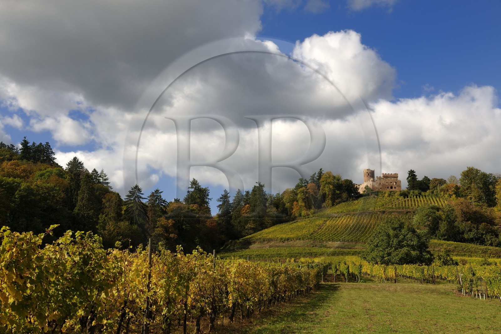 France, Bas Rhin, Alsace Wine Road, Kintzheim castle and its vineyards