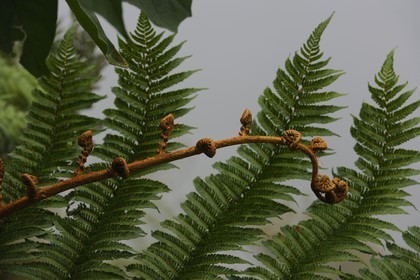 France, île de la Réunion, cirque de Salazie, classé Patrimoine Mondial de l'UNESCO, fougères arborescentes
